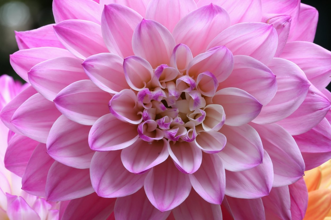 Георгины Дахлия