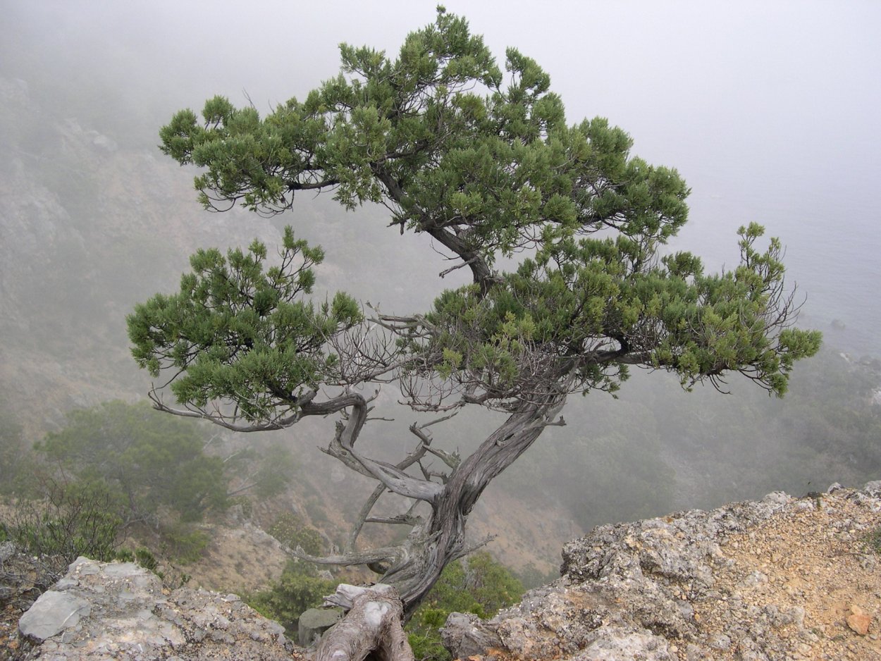 Мыс Мартьян можжевельник