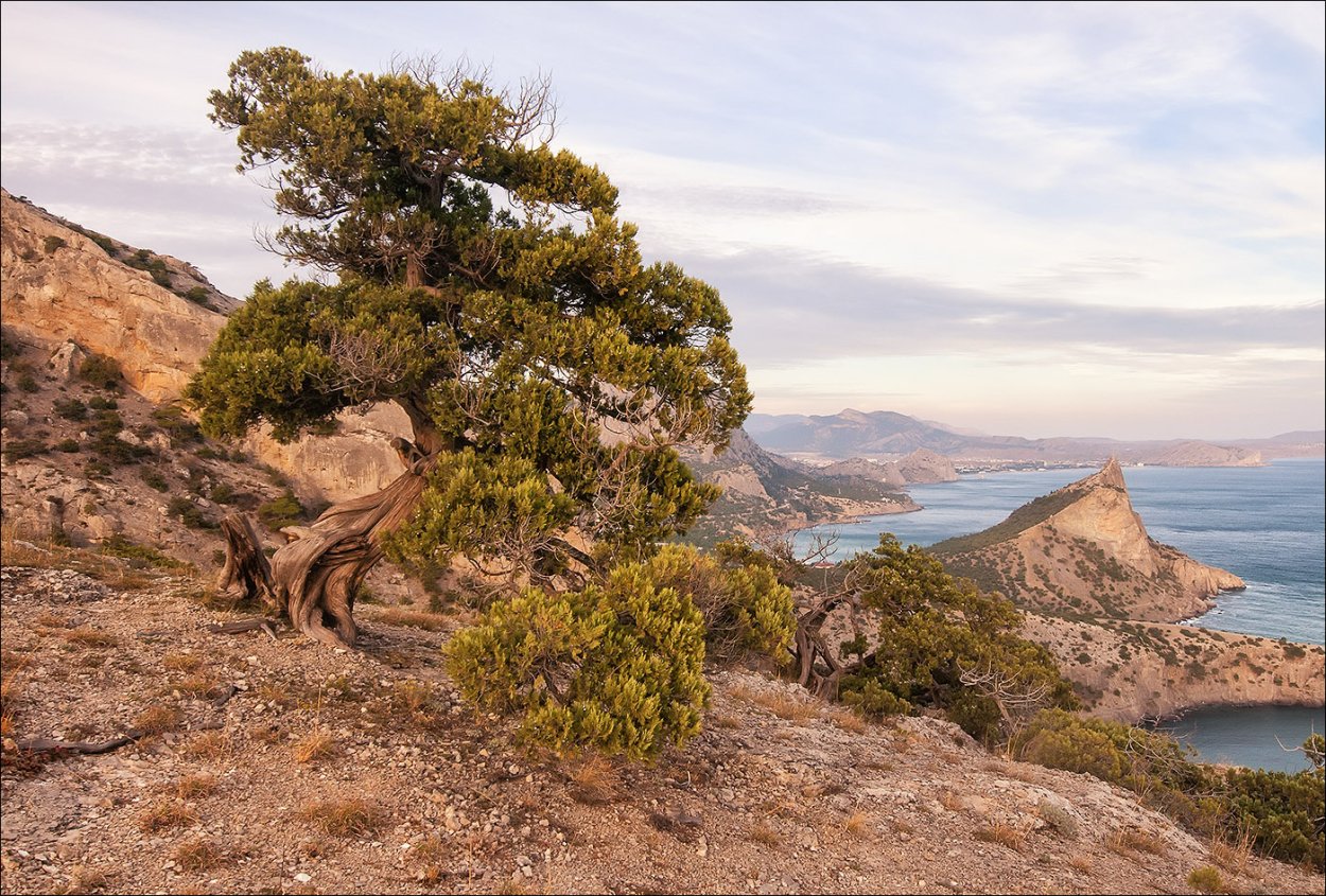 Можжевельник новый свет Крым