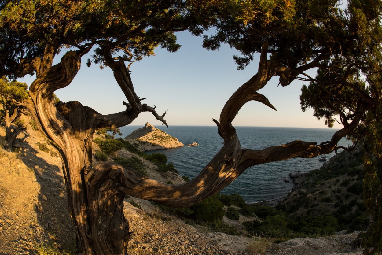 Можжевельник высокий Крымский