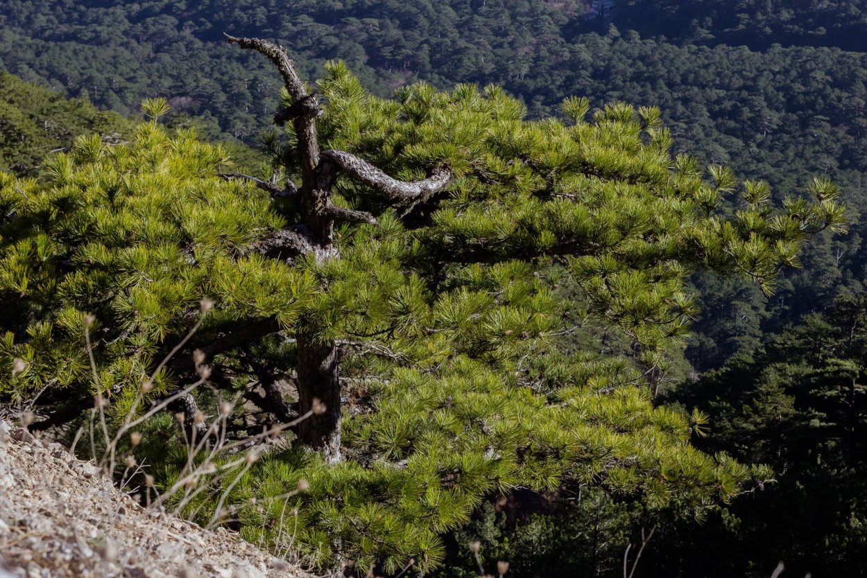 Мыс Мартьян можжевеловый лес