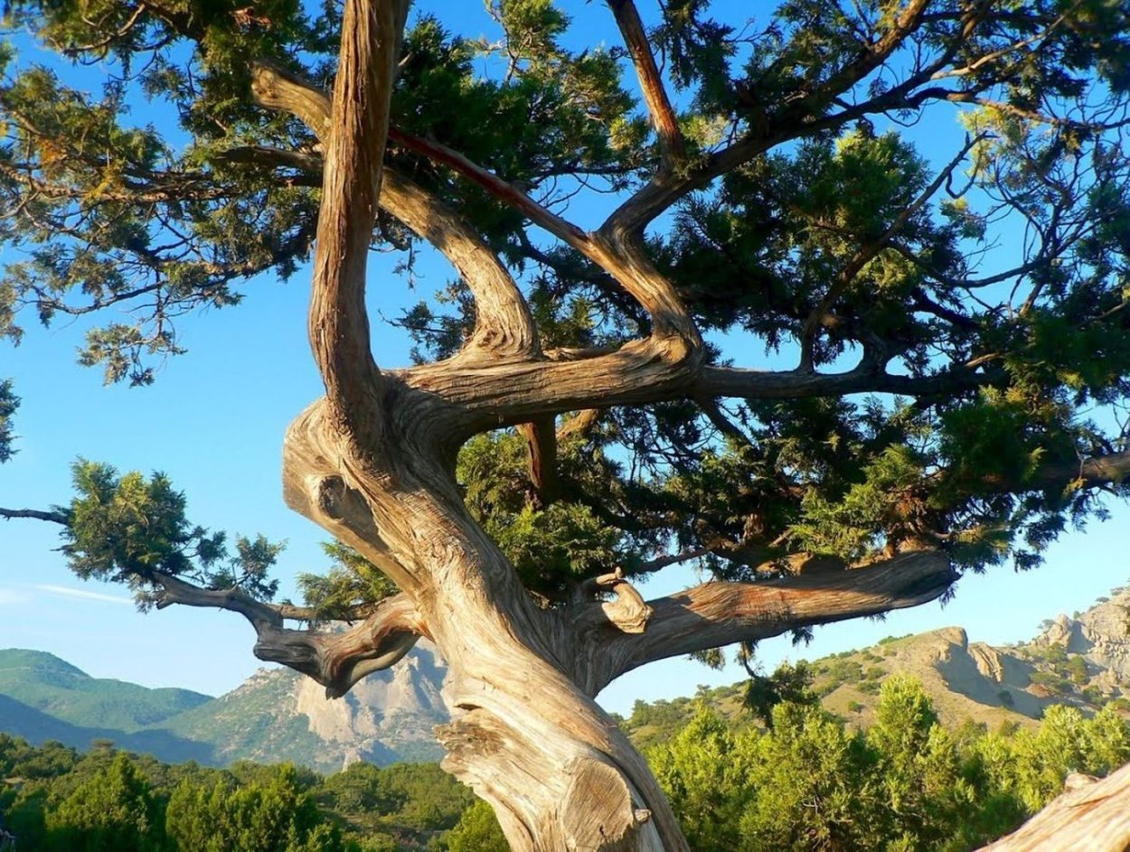 Реликтовая можжевеловая роща