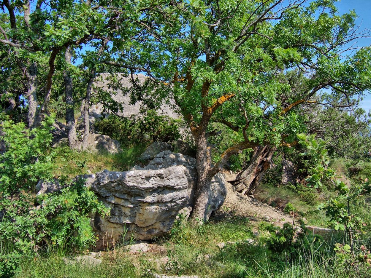 Можжевельник Лотос Утриш