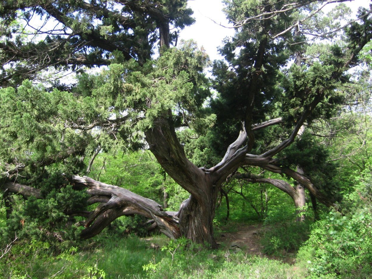 Можжевельник в Крыму