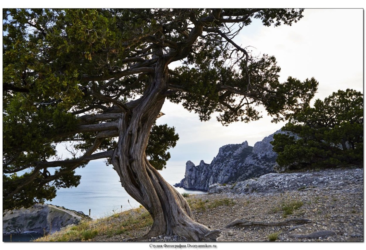 Сосна Пицундская Утриш