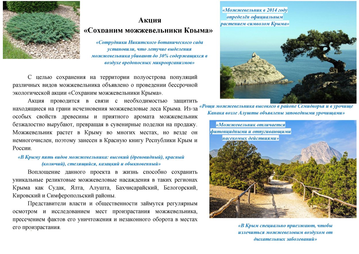 Можжевельник высокий Juniperus Excelsa