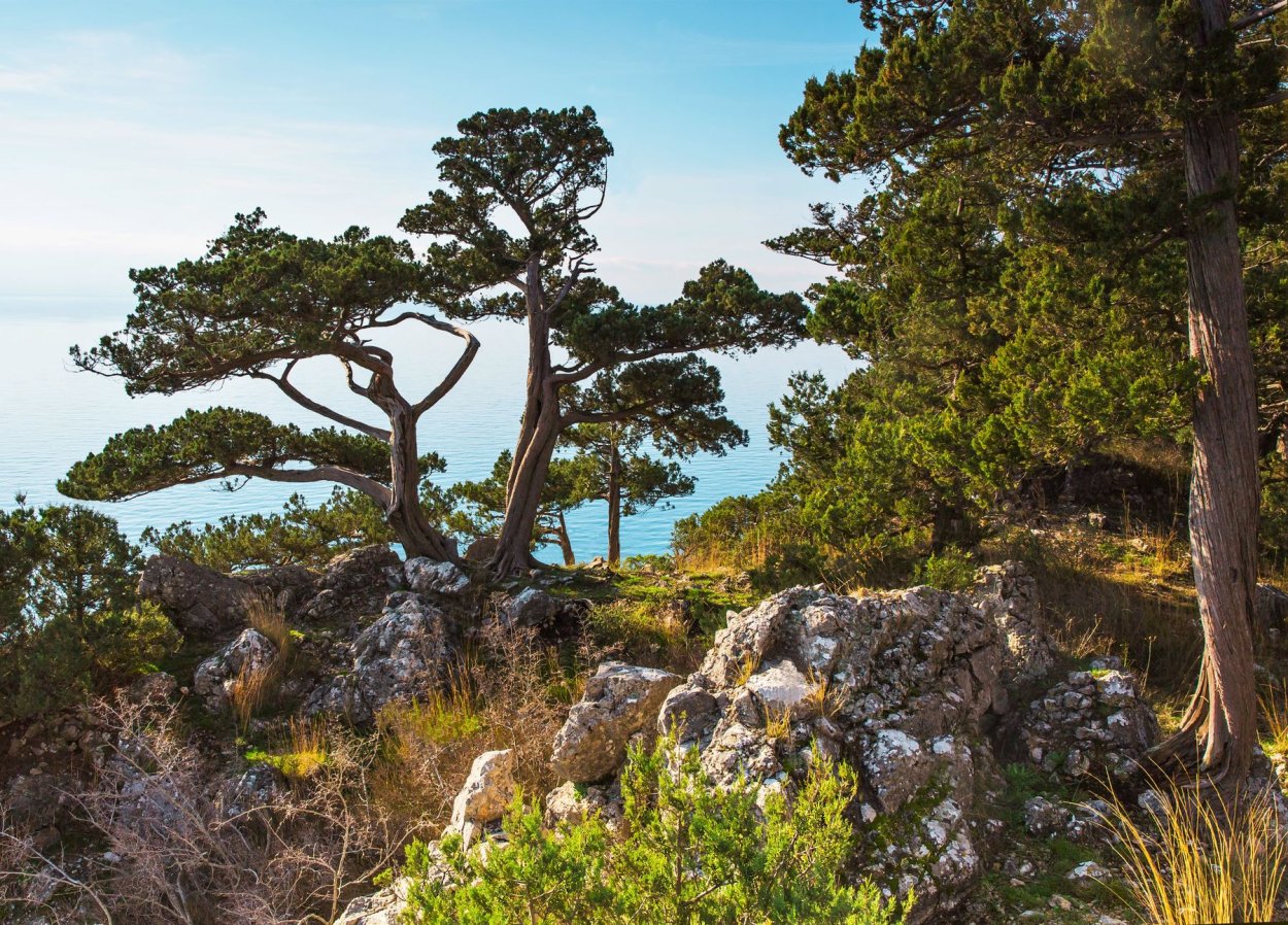 Мыс Мартьян заповедник можжевеловая роща