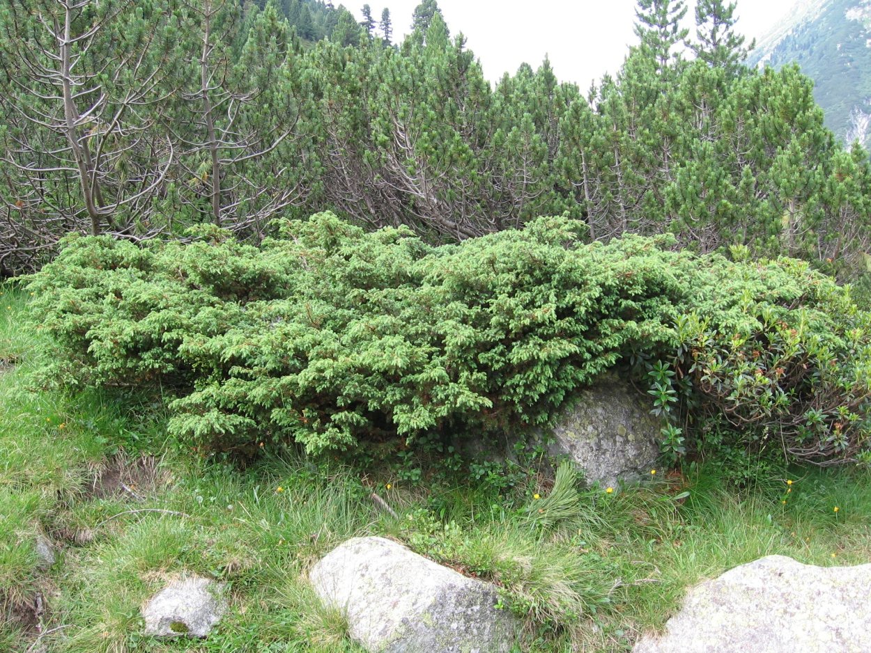 Можжевельник Крымский