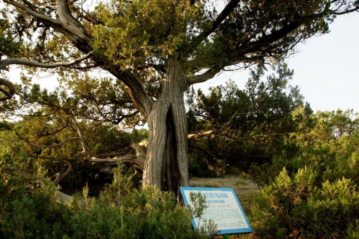 Реликтовый можжевельник в Крыму