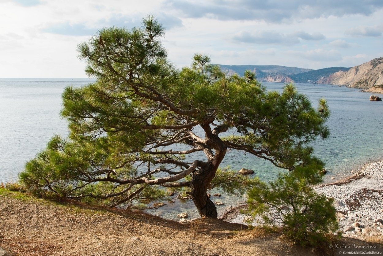 Пицундская сосна в Крыму