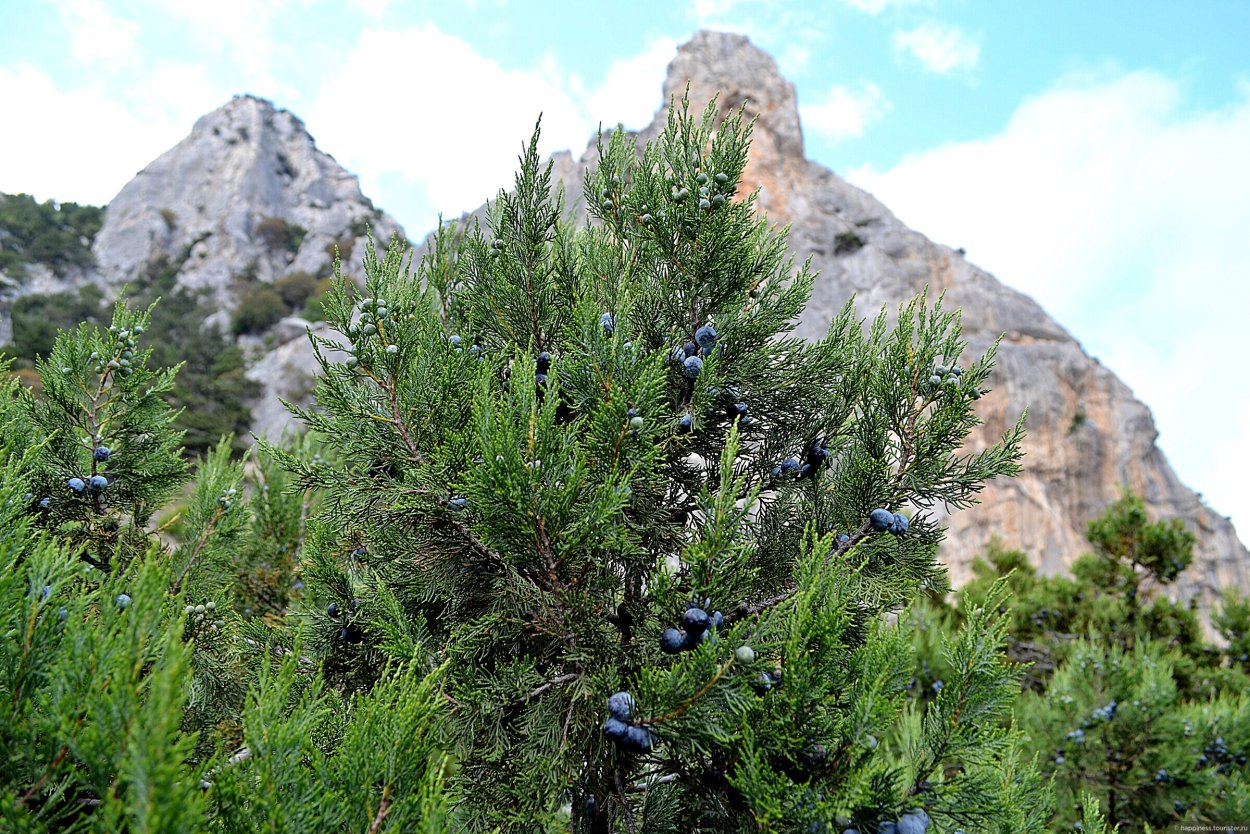 Можжевельник казацкий Крымский