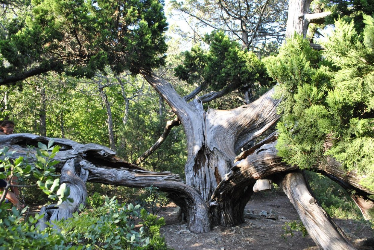 Можжевельник Карельский