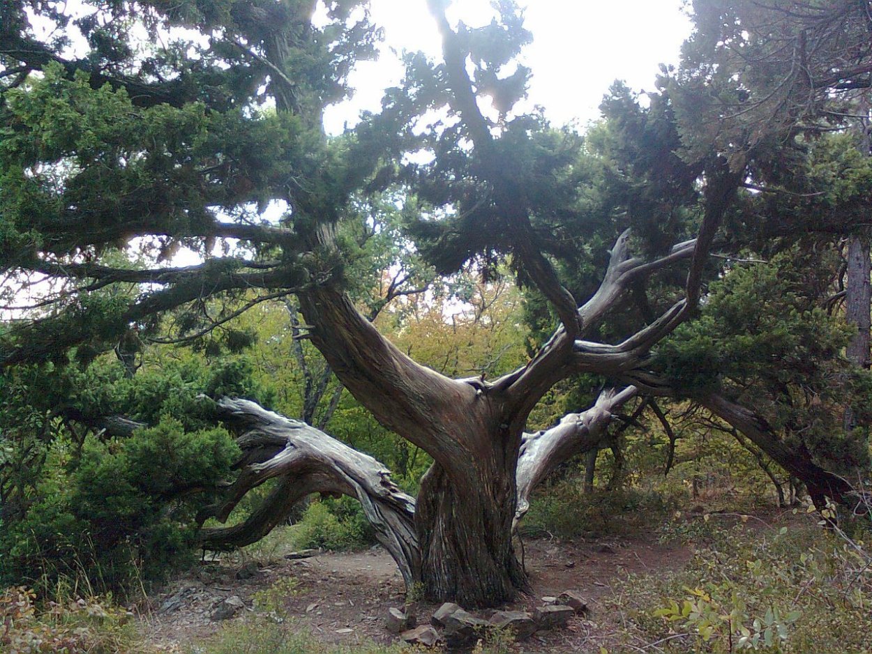 Утриш заповедник можжевельник