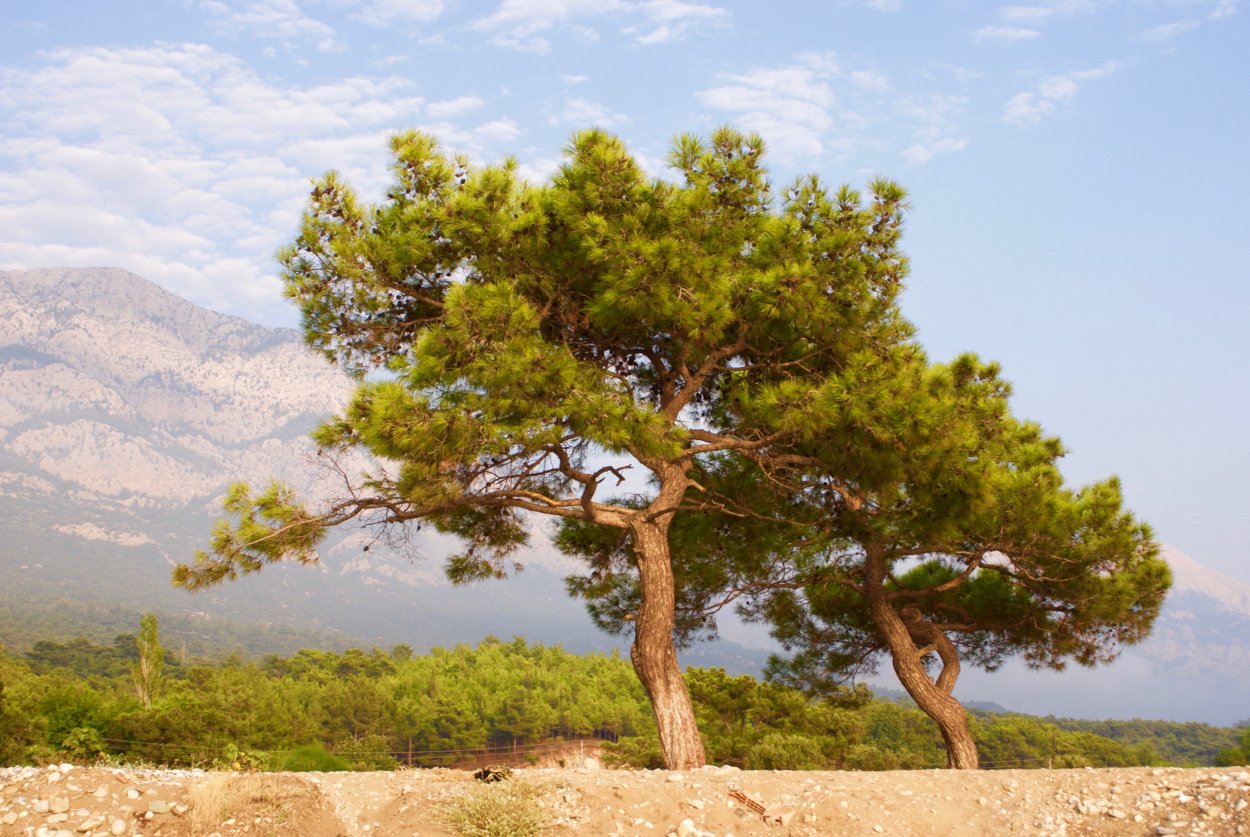 Сосна Палласа Крымская