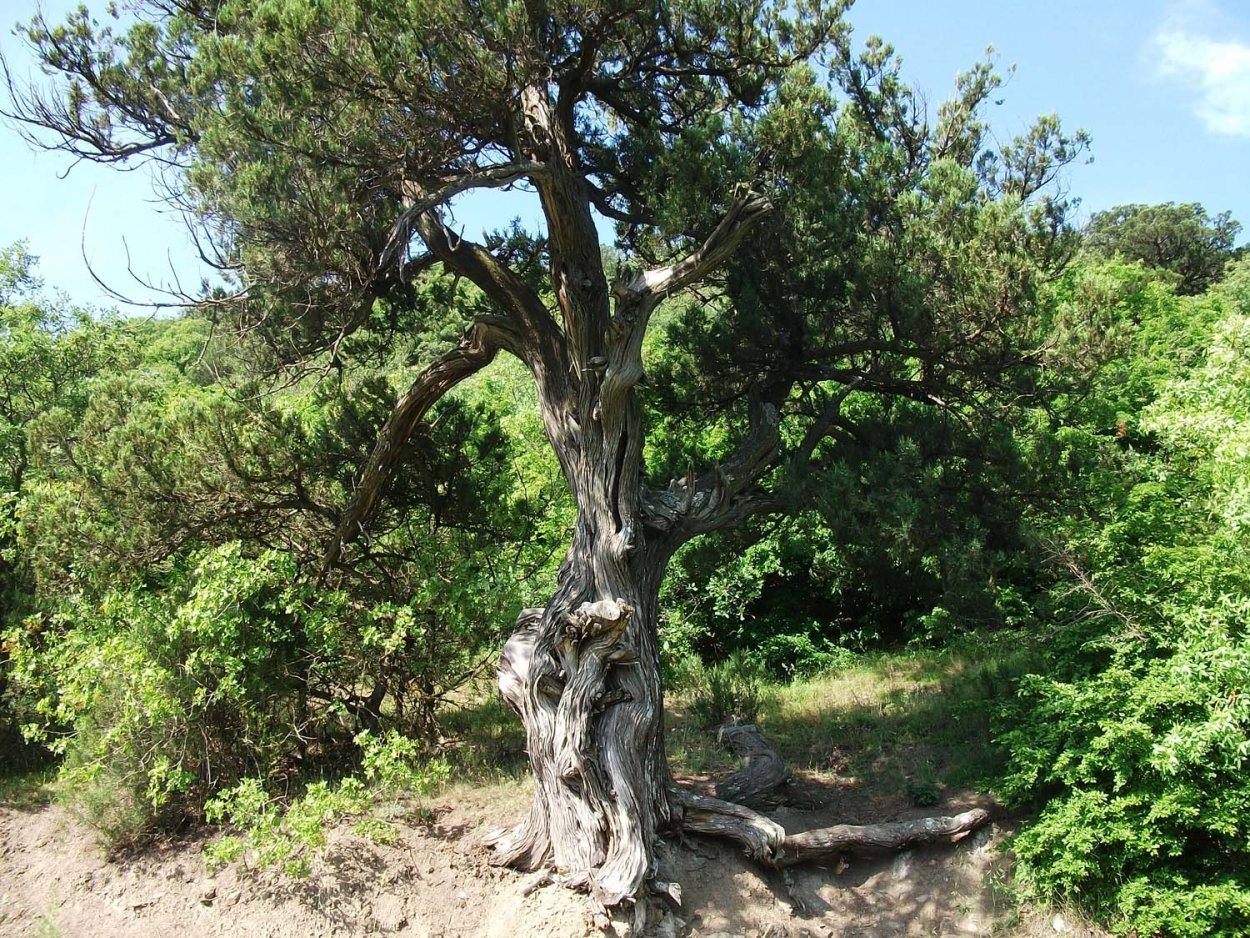 Канака можжевеловая роща