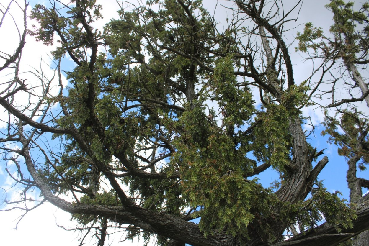 Можжевельник обыкновенный ягоды