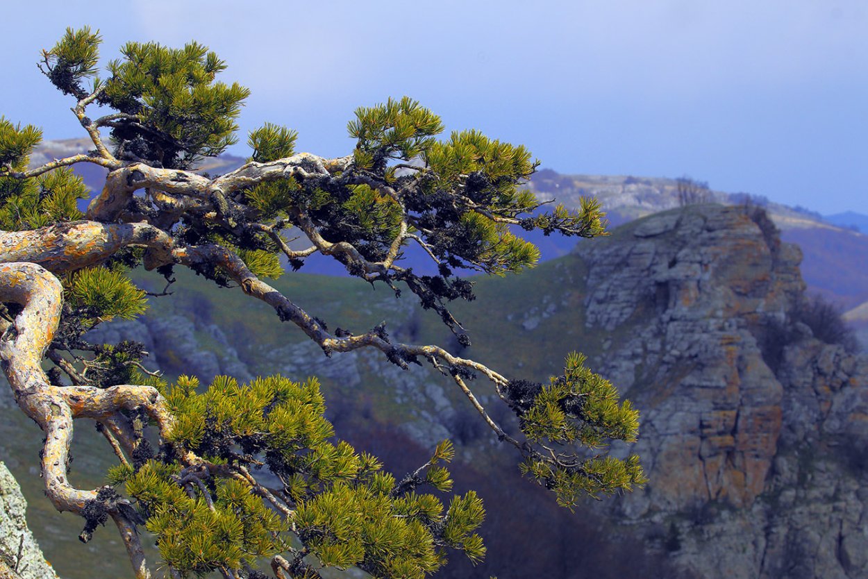 Juniperus foetidissima