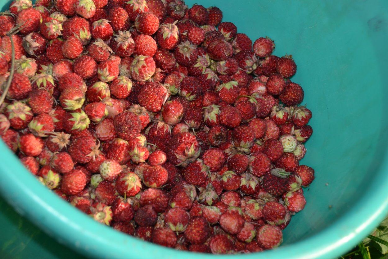 Клубника Лесная, Полуница