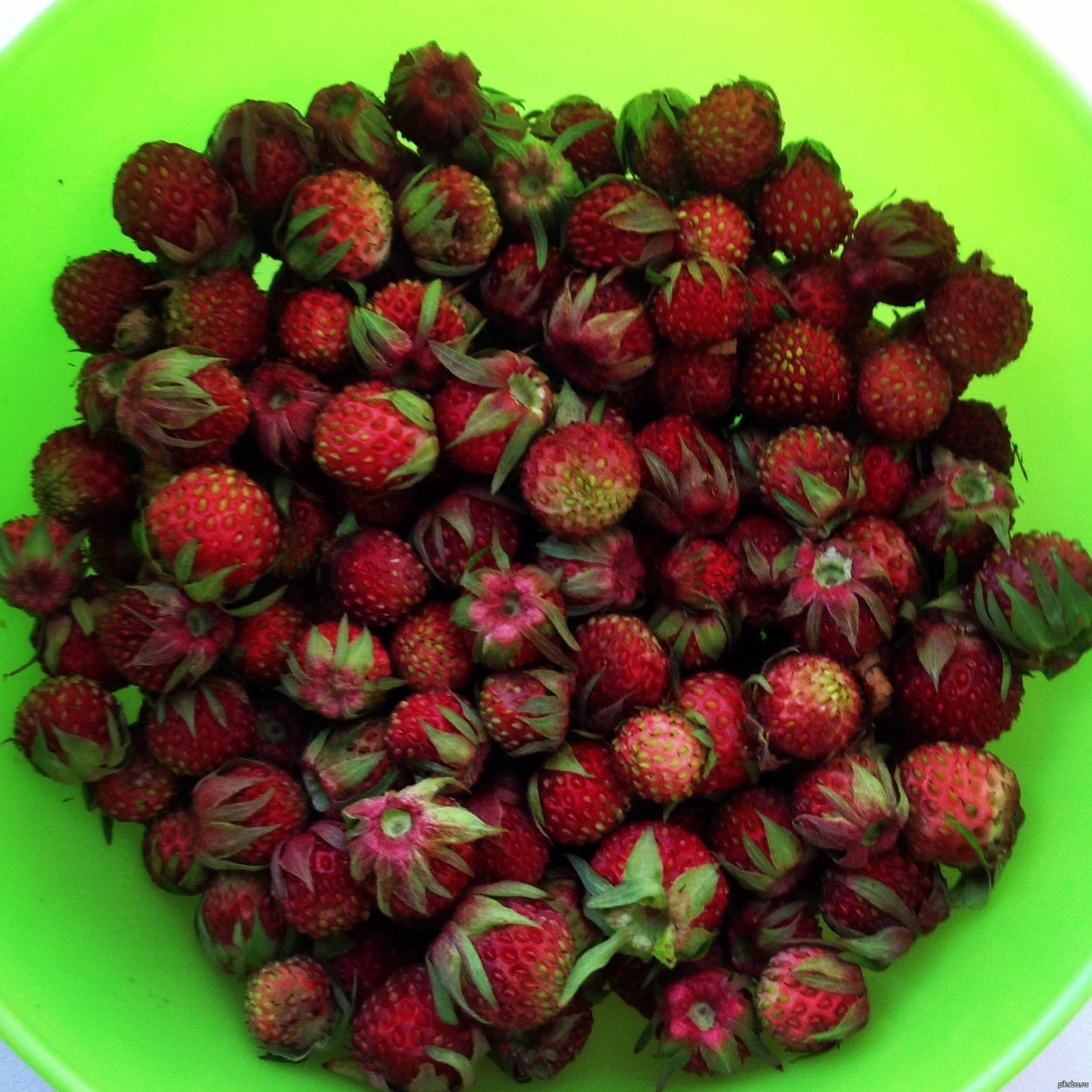 Лесная ягода клубника