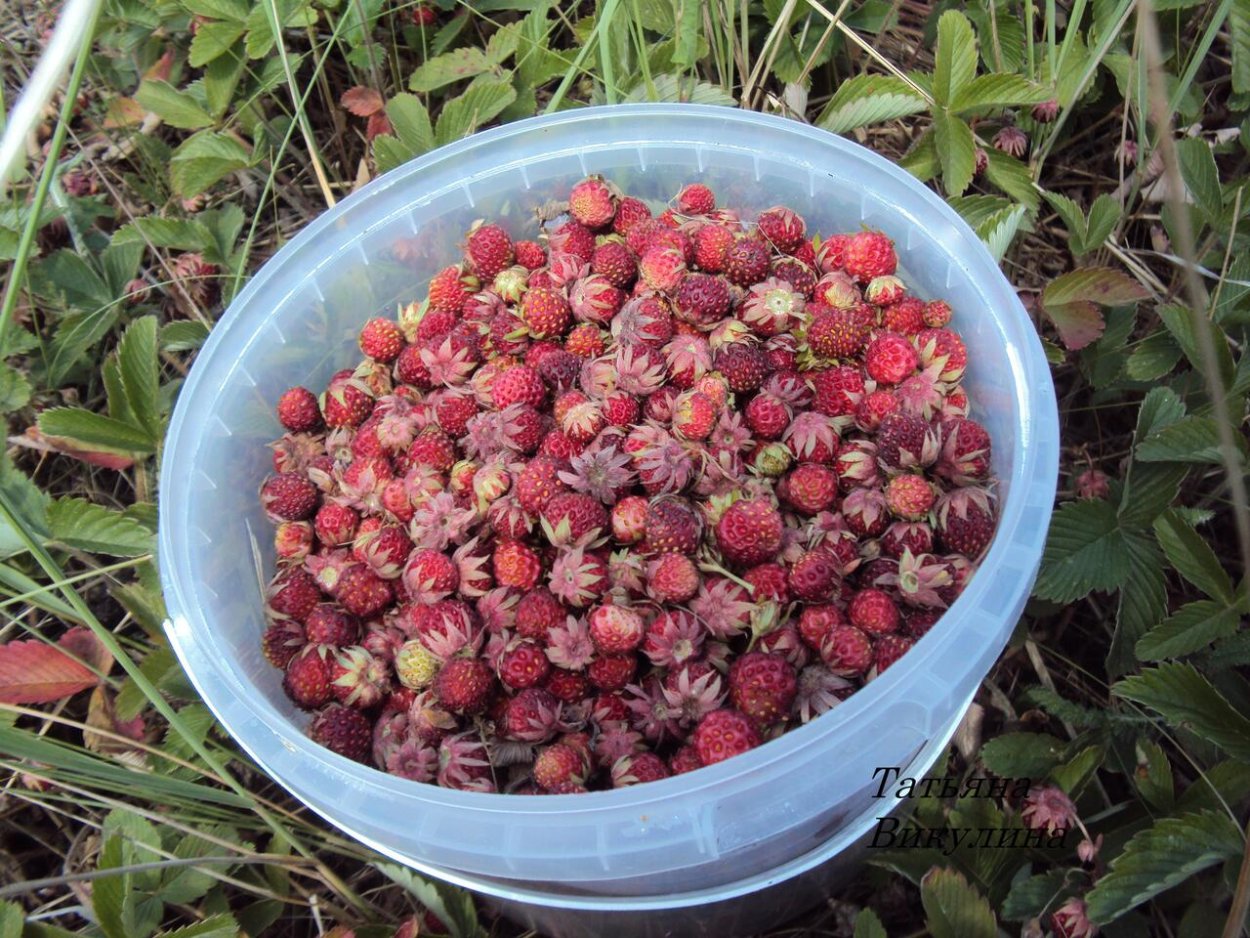 Лесная ягода клубника