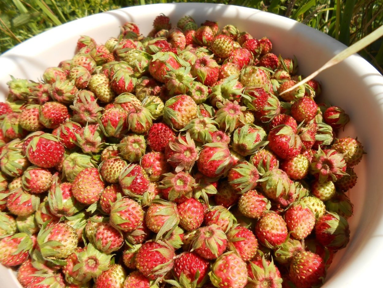 Дикая Лесная клубника