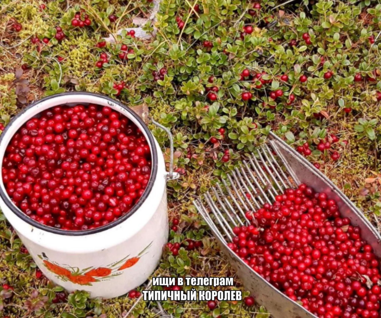 Лесные ягоды клюква