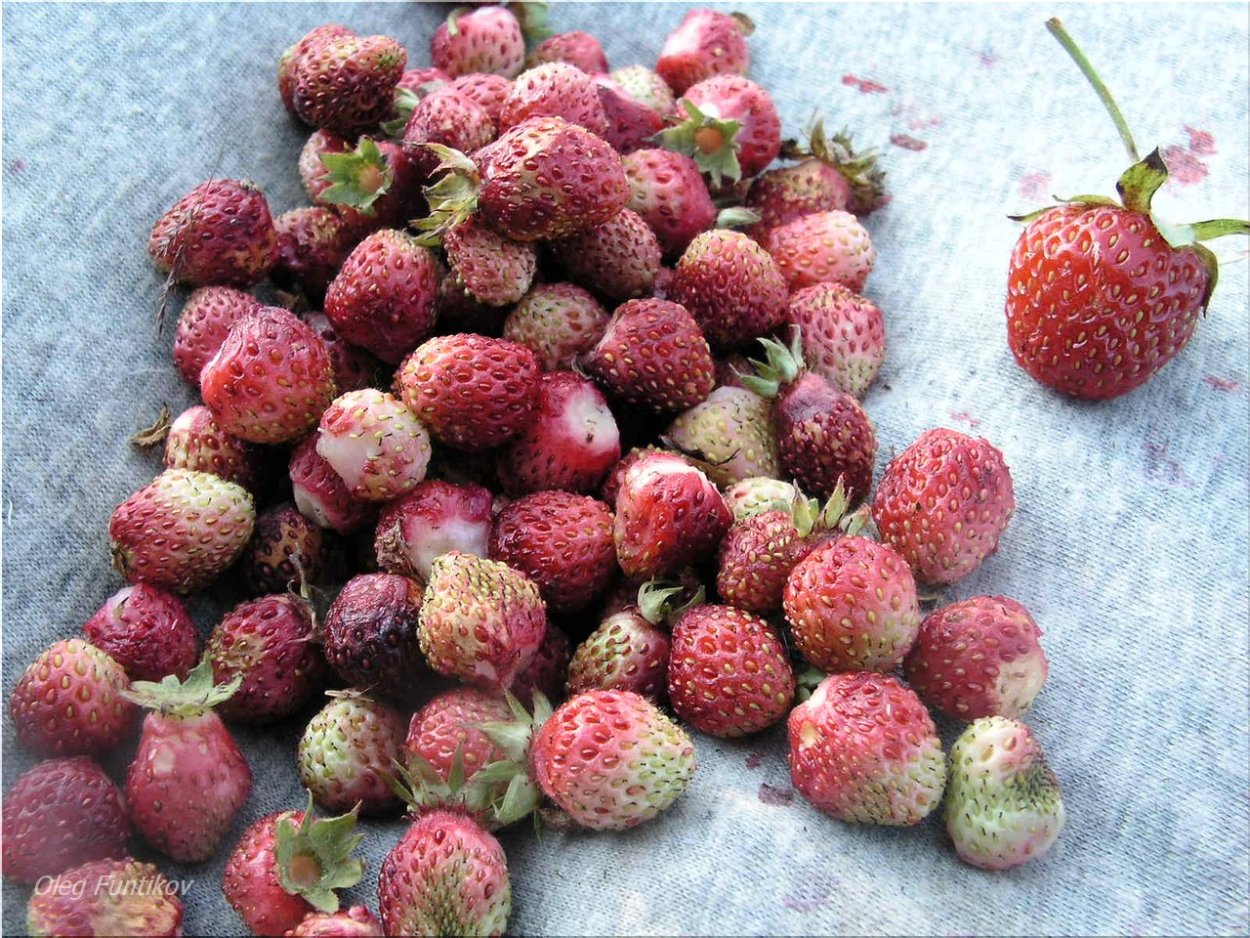 Земклуника цукат мускатный