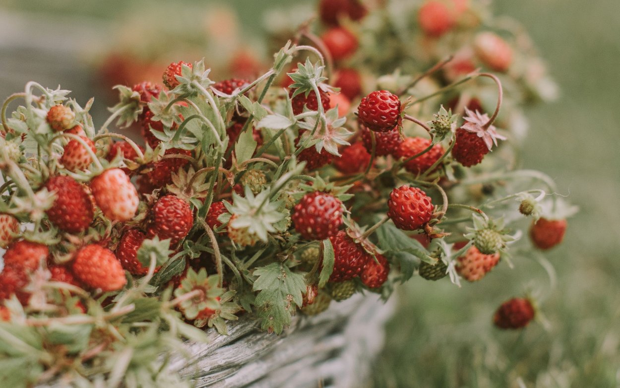 Дикая клубника