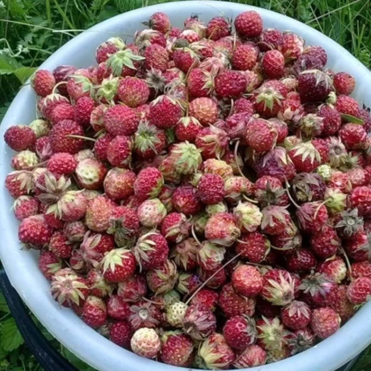 Лесная ягода Луговая,земляника,клубника