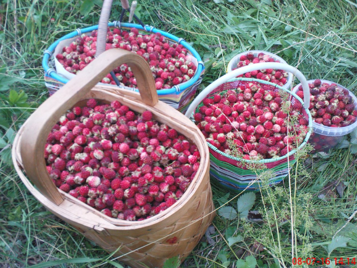 Ведра клубники Луговой
