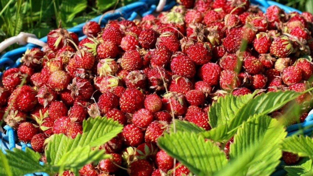 Земляника Дикая Лесная