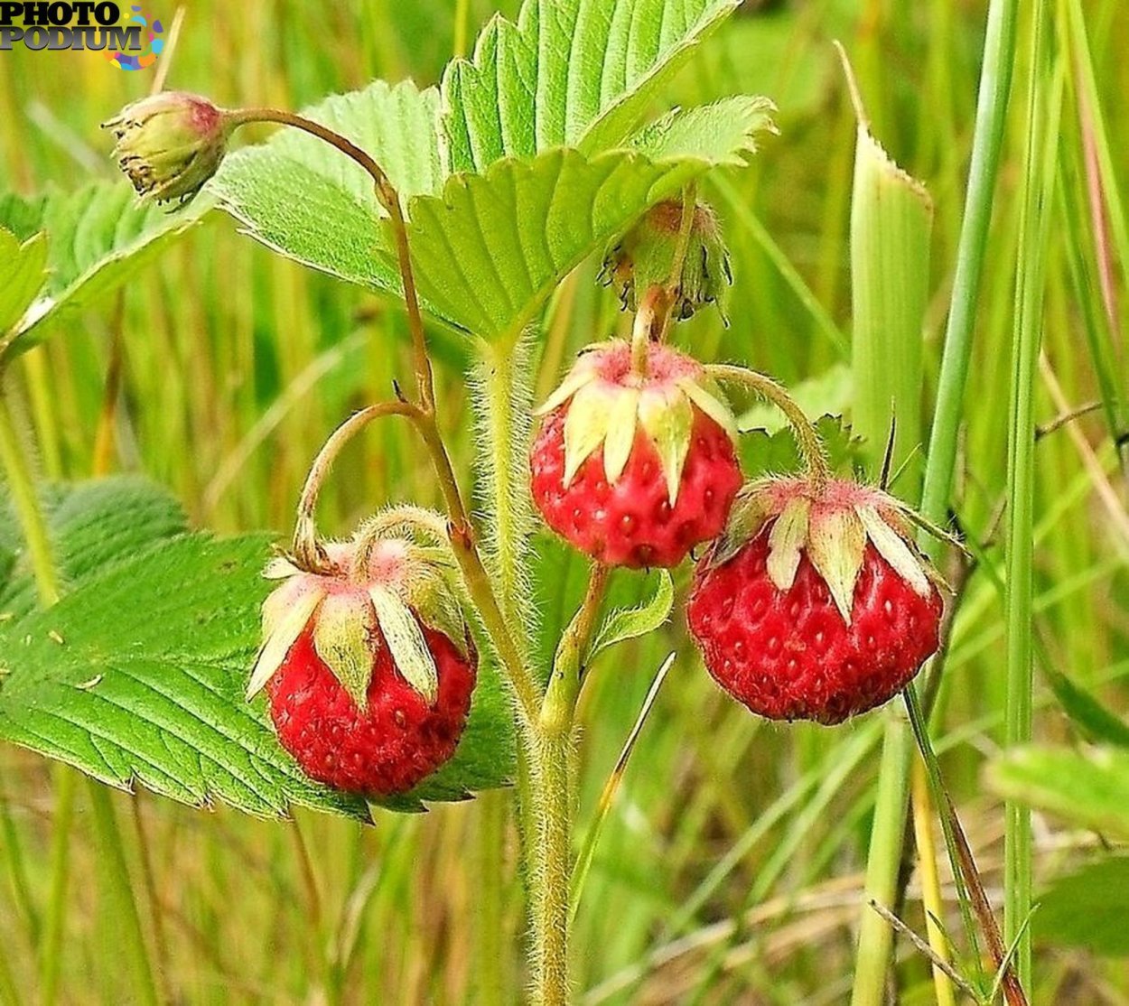 Земляника Луговая