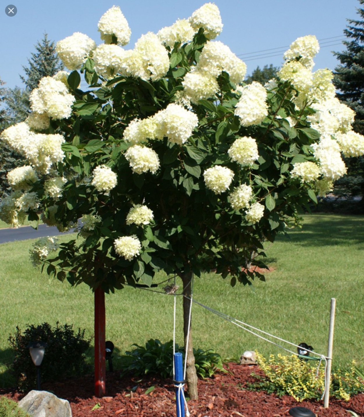 Гортензия метельчатая Лаймлайт