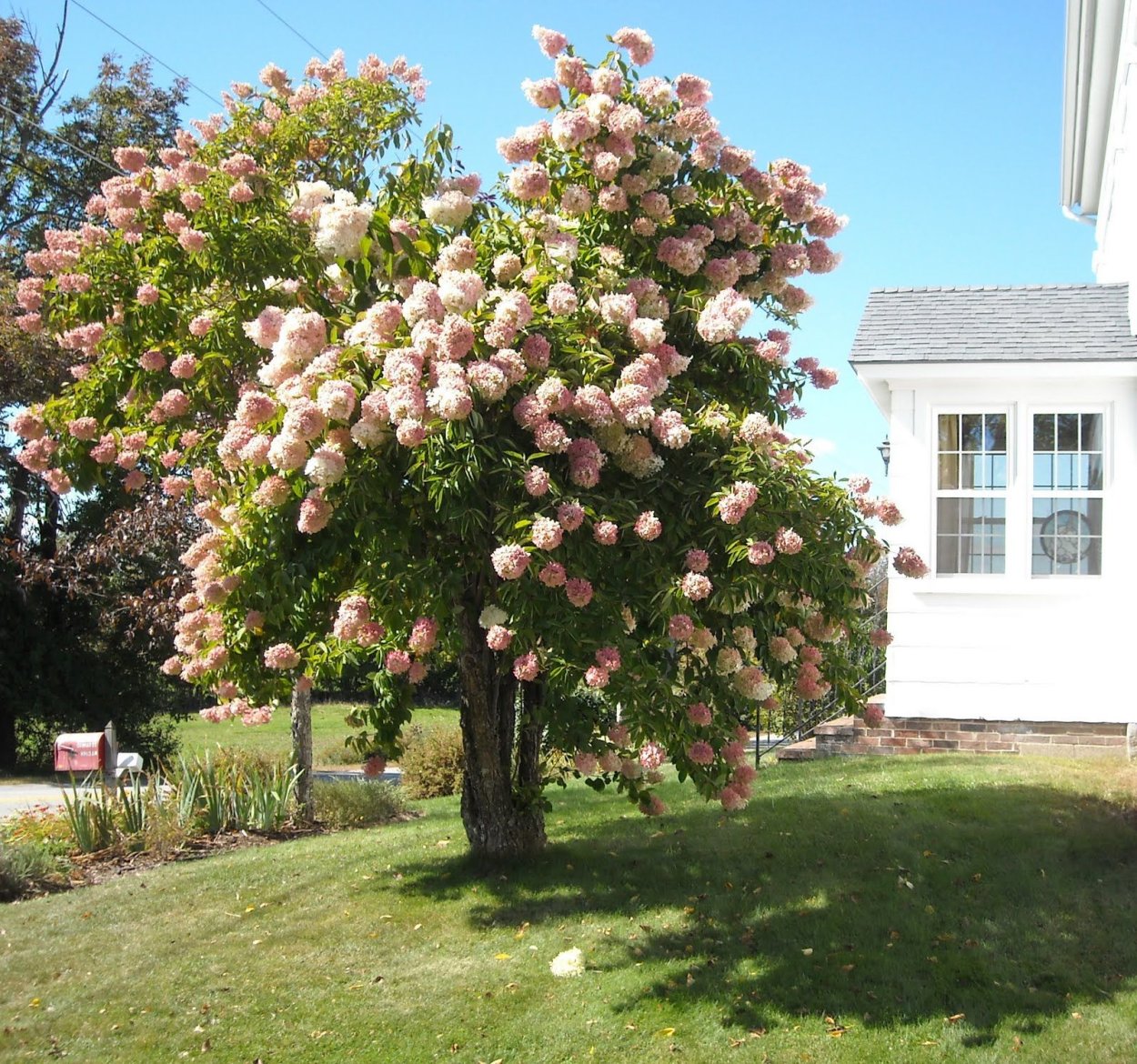 Штамбовая гортензия грандифлора