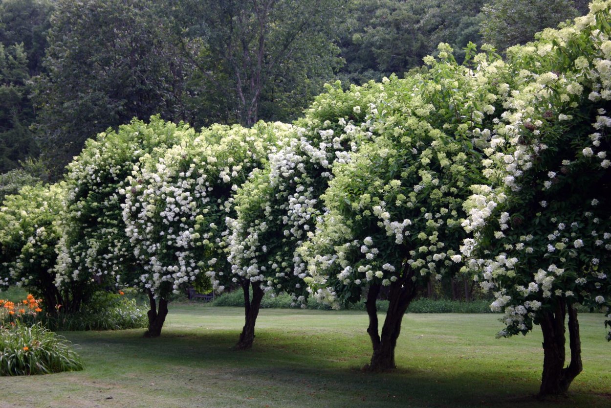 Гортензия дерево