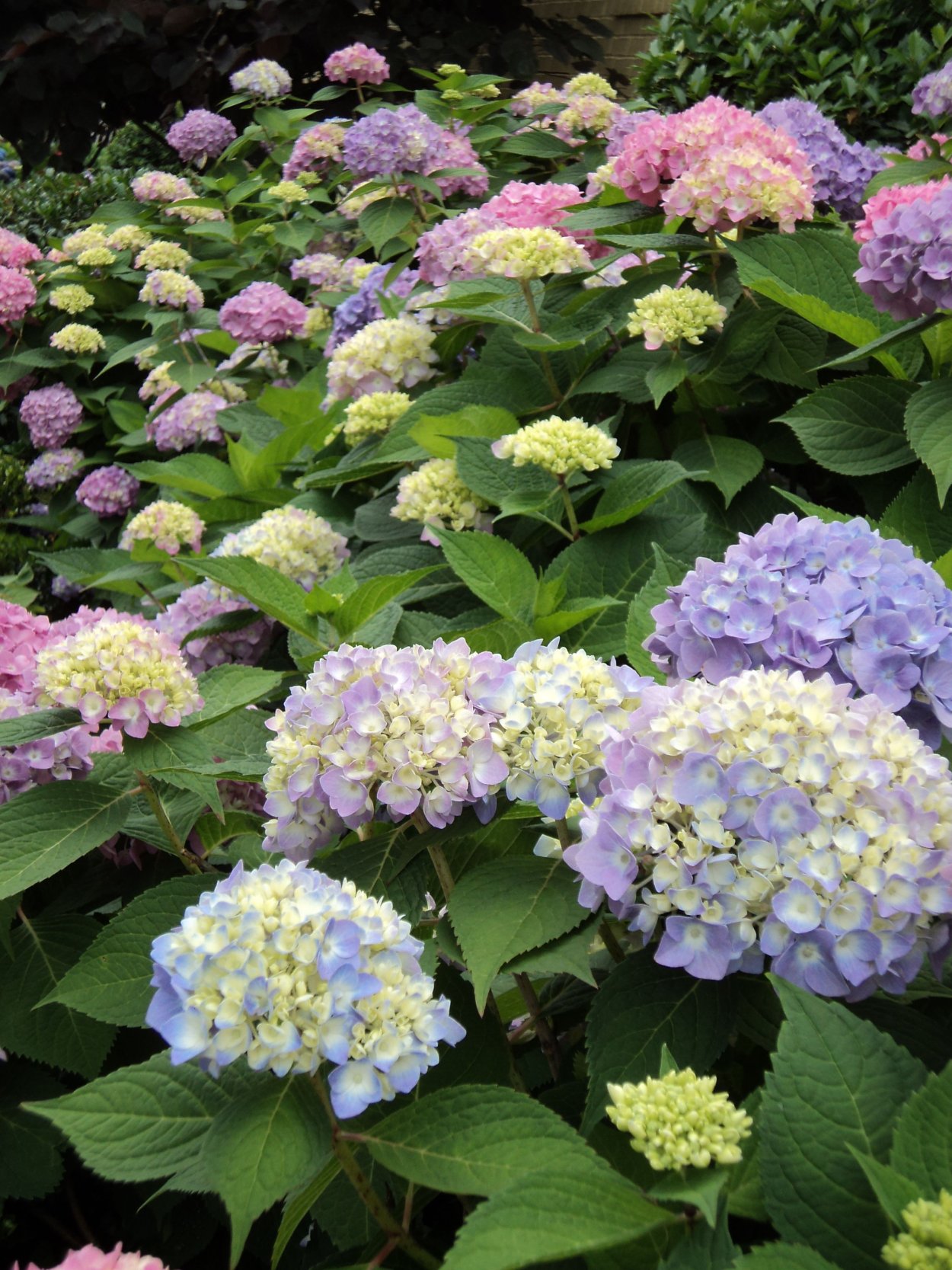 Гортензия Глициния