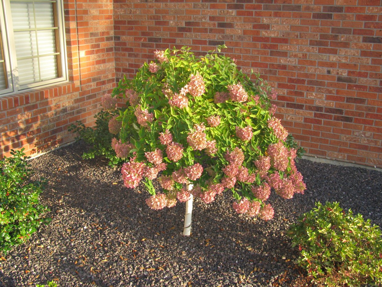 Калина бульденеж