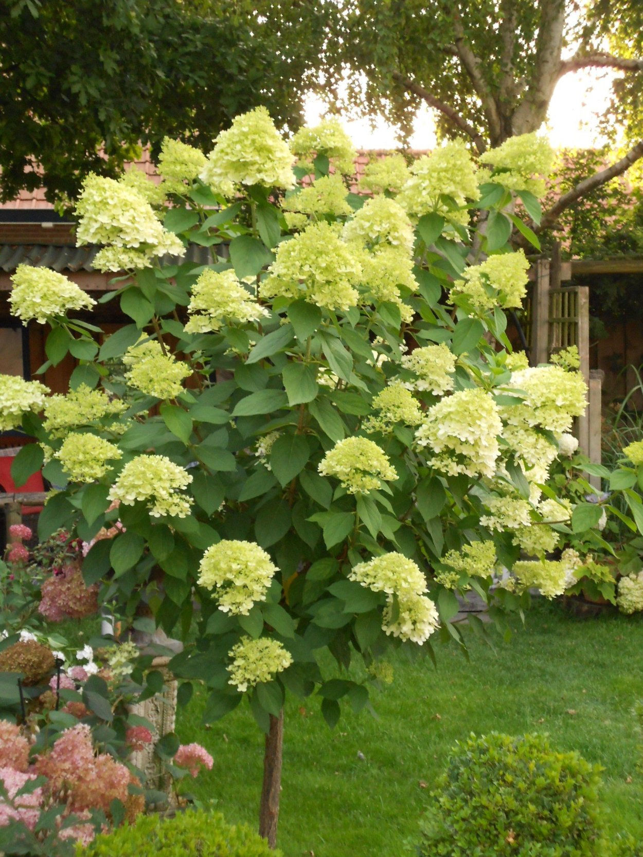 Гортензия гибридная