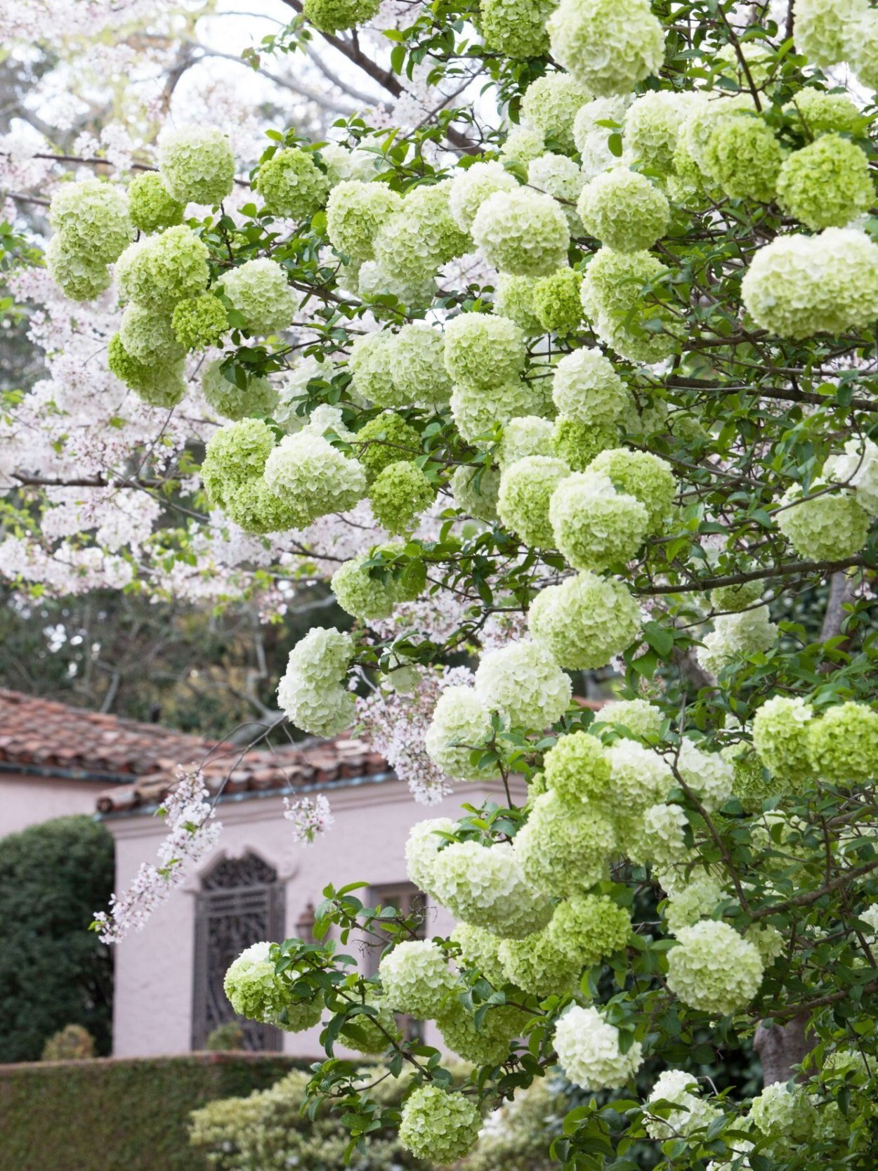 Гортензия стволовая