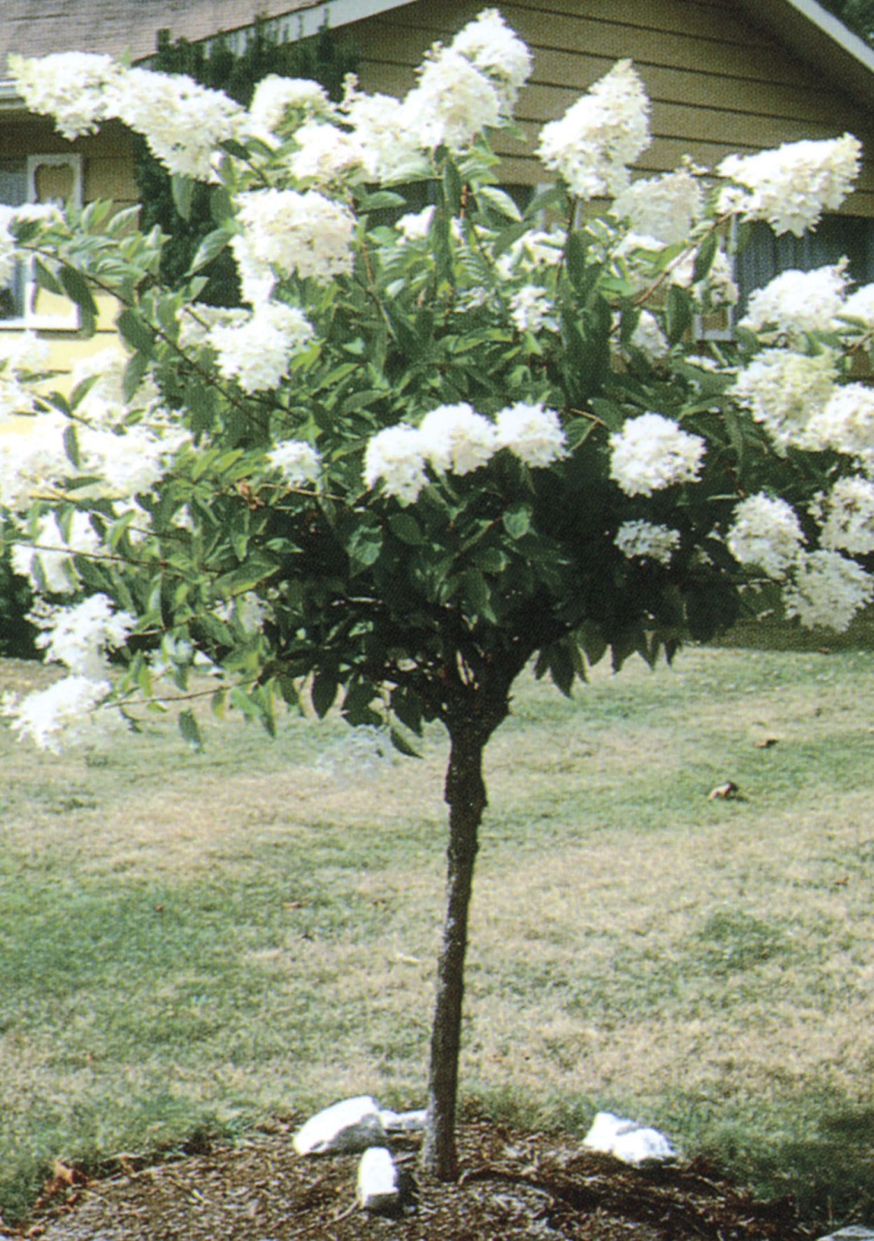 Гортензия Фантом на штамбе