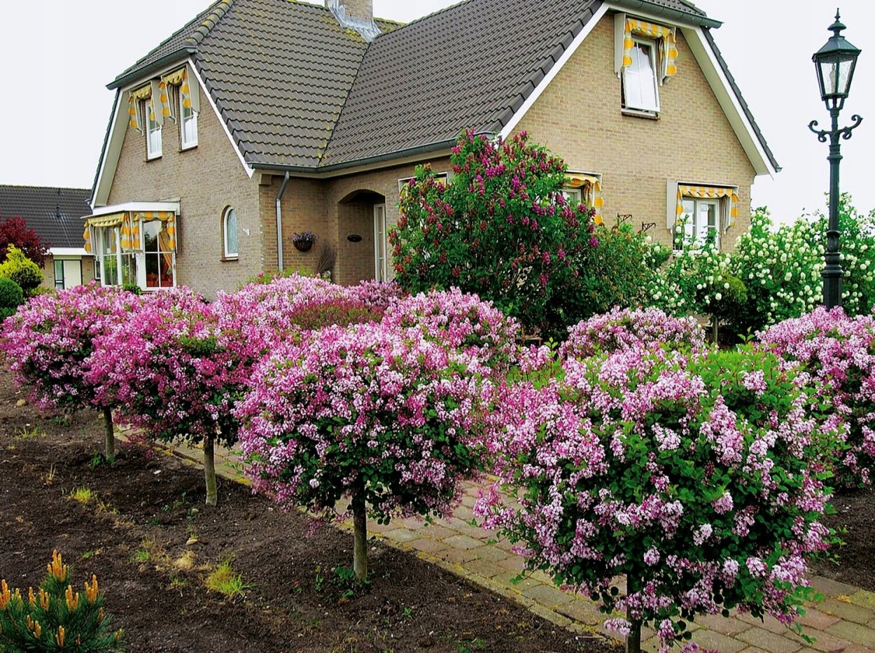 Штамбовая сирень Мейера