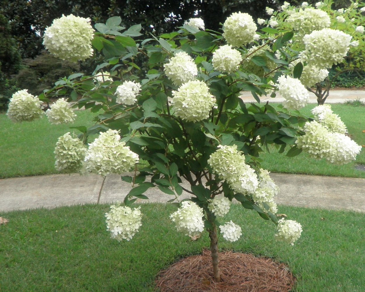 Гортензия древовидная Лаймлайт