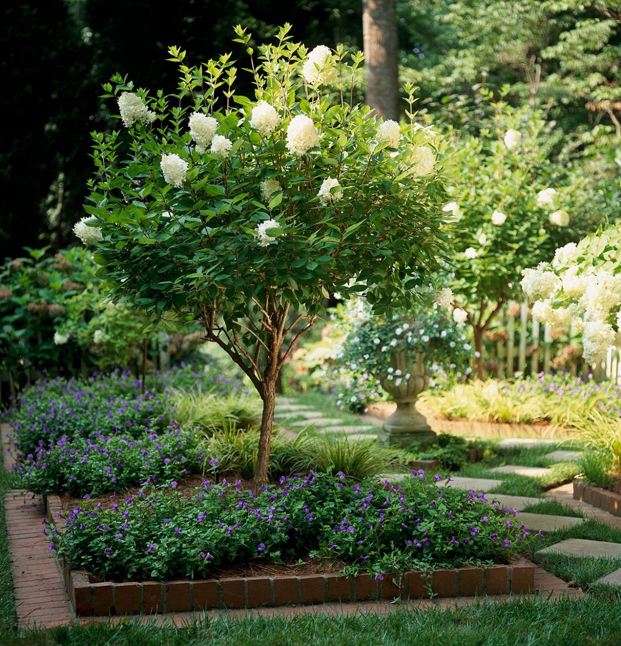 Гортензия на штамбе