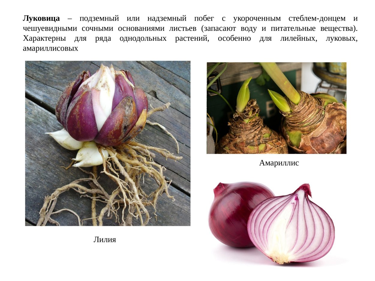 Подземные побеги лилейных. Надземные луковицы. Донце луковицы. Луковица характерна для. Подземный побег с укороченным стеблем донцем.