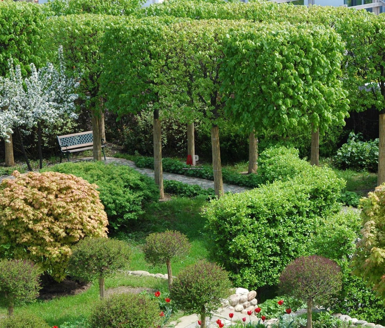 Клен остролистный Глобозум