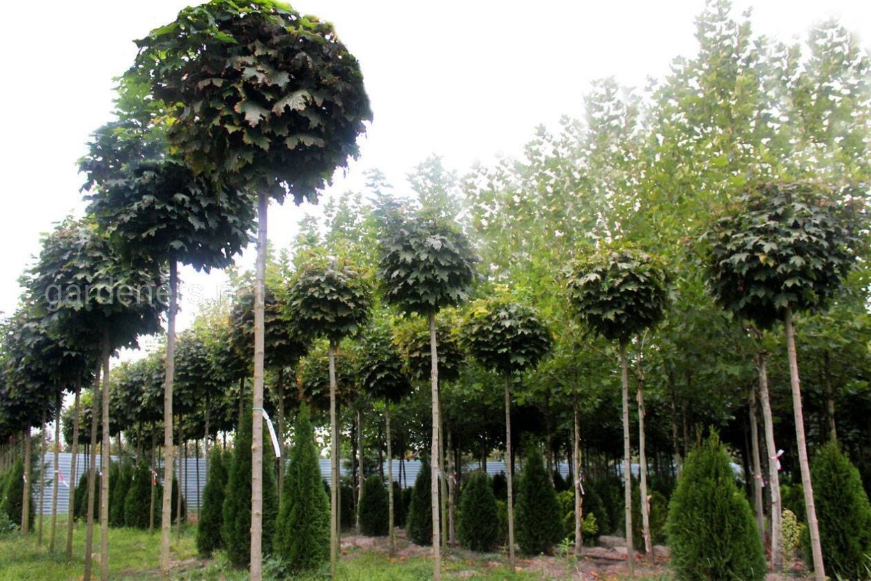 Липа мелколистная Гринспайер