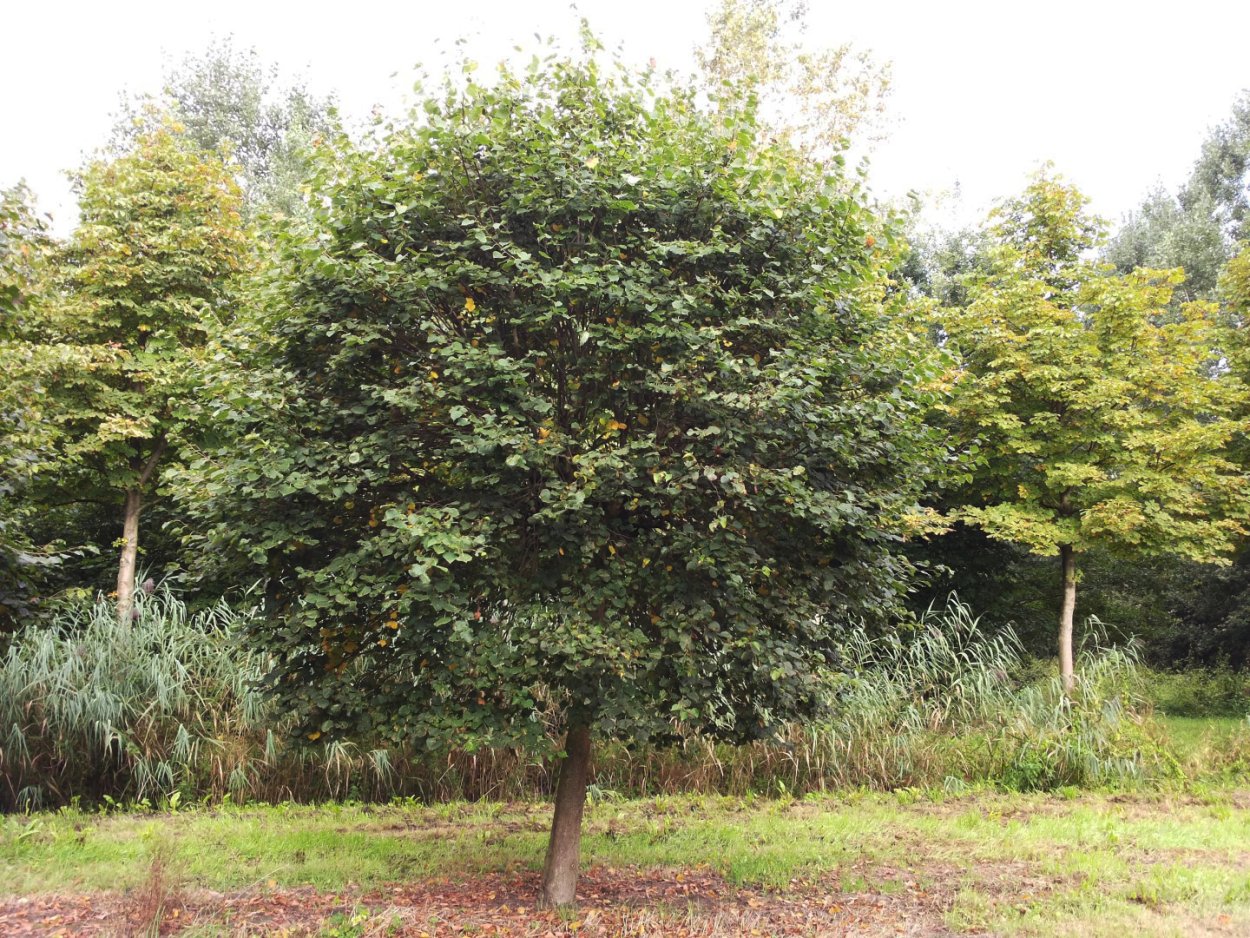 Липа мелколистная шаровидная