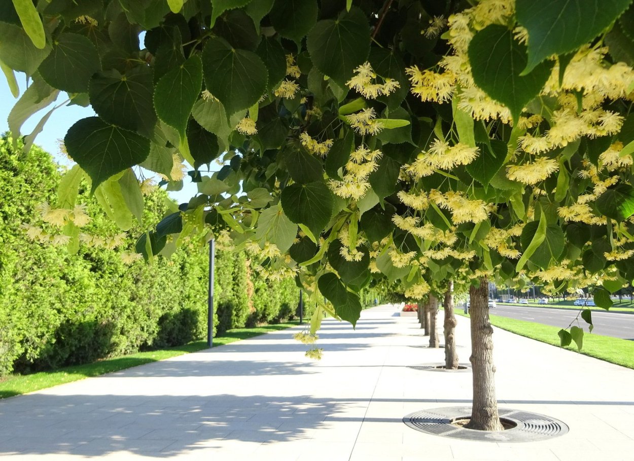 Клен остролистный globosum