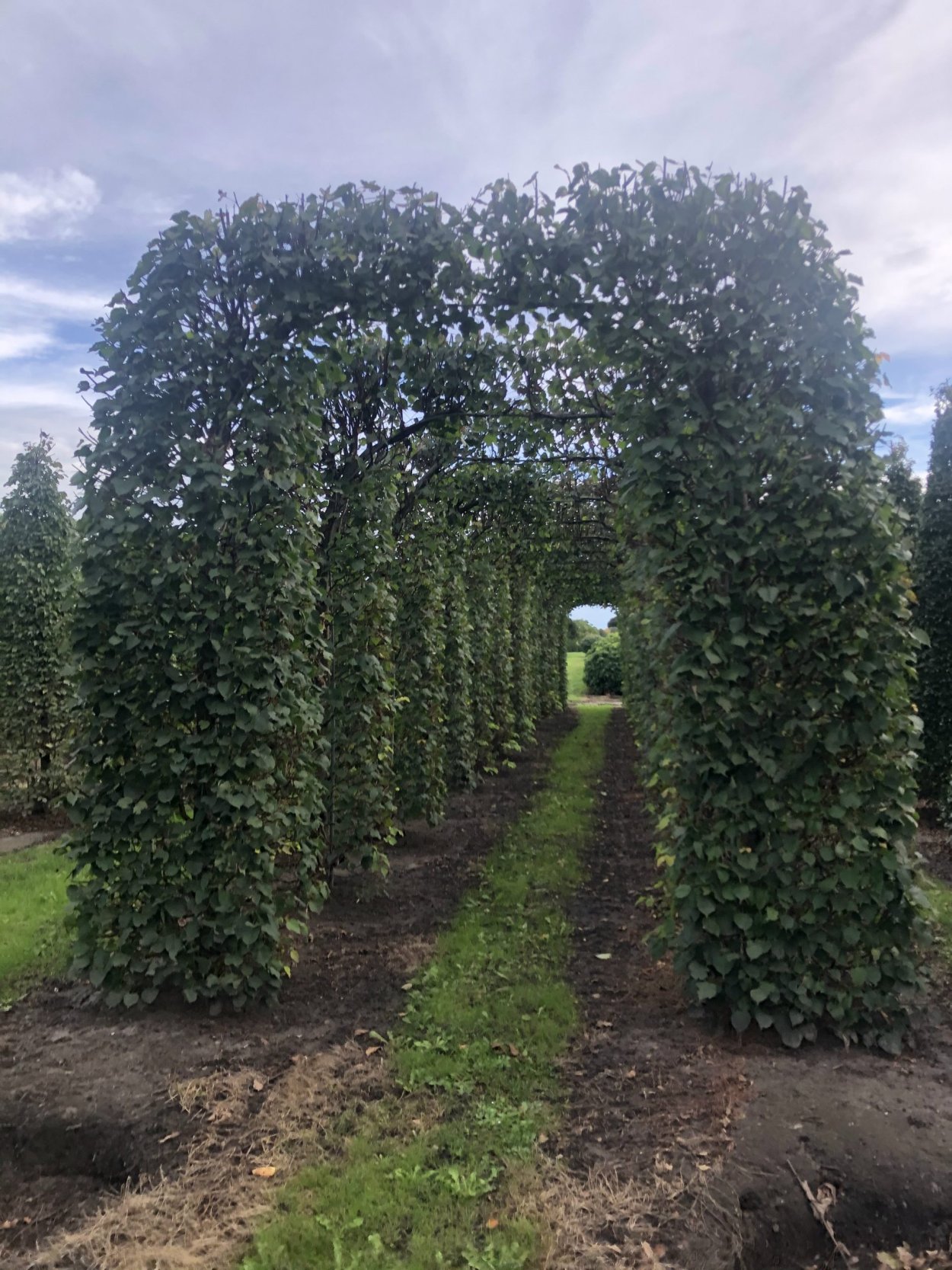 Липа мелколистная Паллида