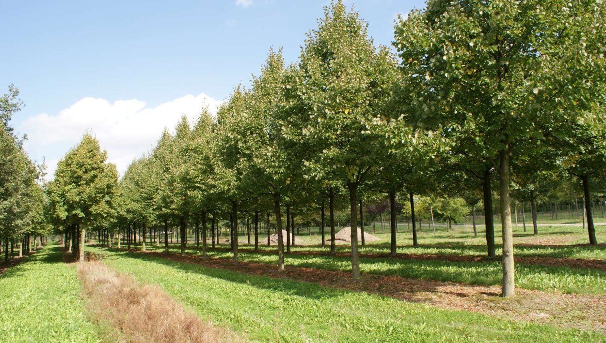 Жан мюс ландшафтный Архитектор